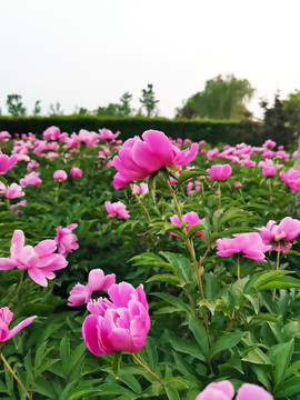 粉色芍药花
