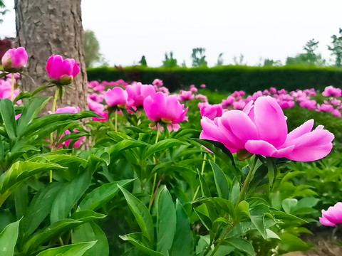 盛开的芍药花