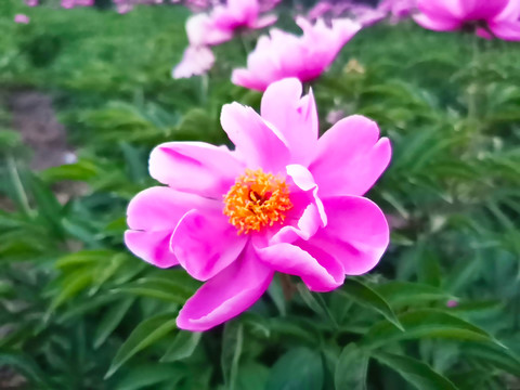 芍药花开