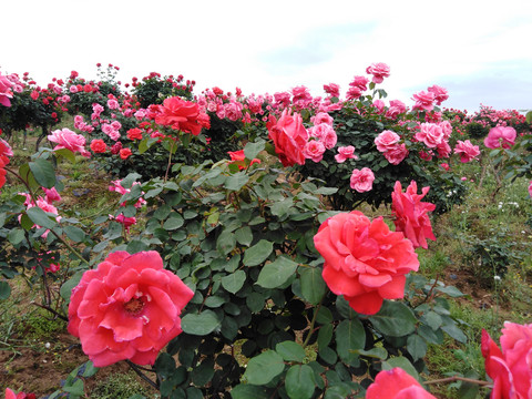 月季花