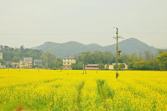 油菜花田