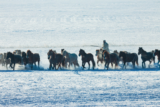 雪原马群骑马蒙古族