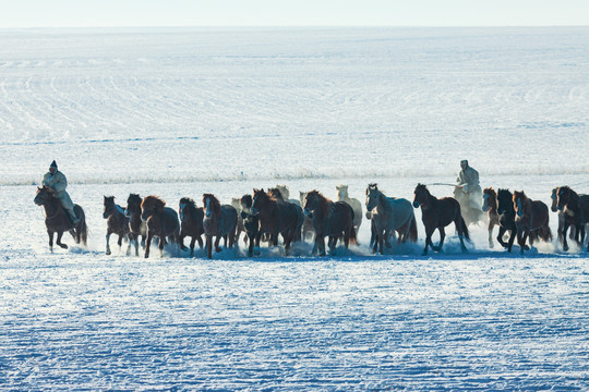 雪地雪原马群奔跑骑马