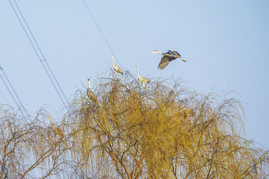 苍鹭在春天的柳树上空展翅起舞