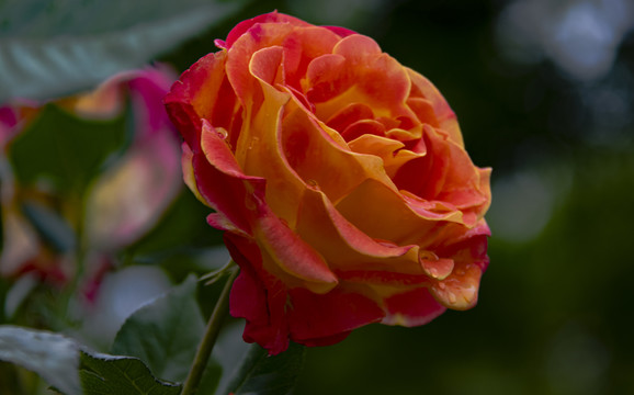 月季花