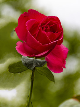 月季花