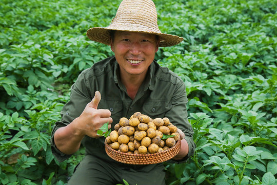 新鲜小土豆