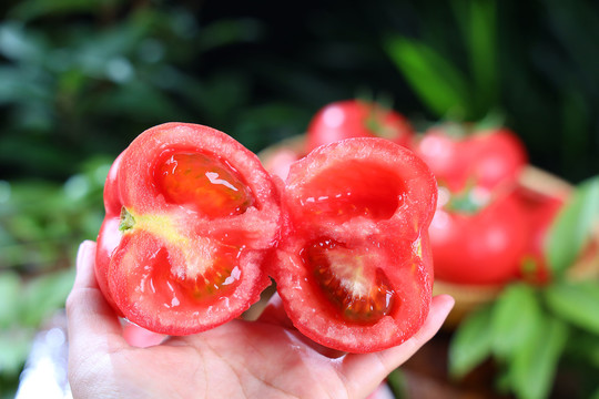 西红柿普罗旺斯沙瓤西红柿