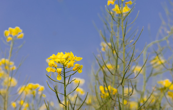 油菜花