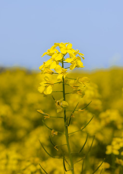 油菜花