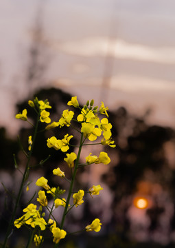 油菜花