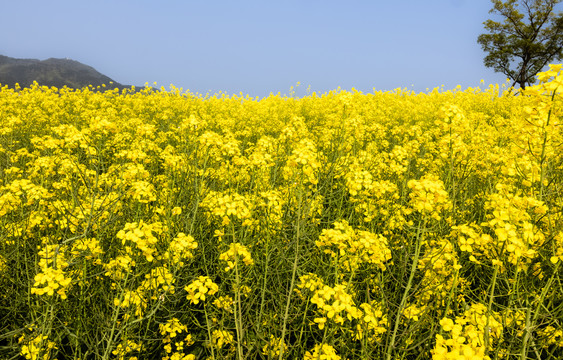 油菜花海