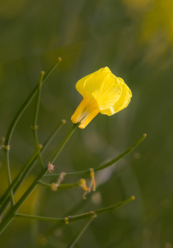 油菜花特写