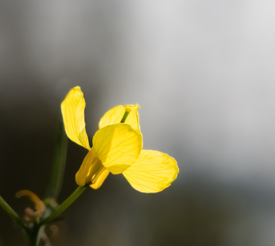 油菜花特写