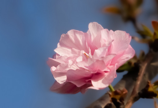 樱花特写