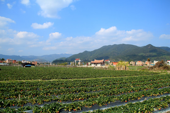 草莓基地