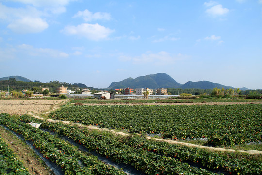 草莓基地