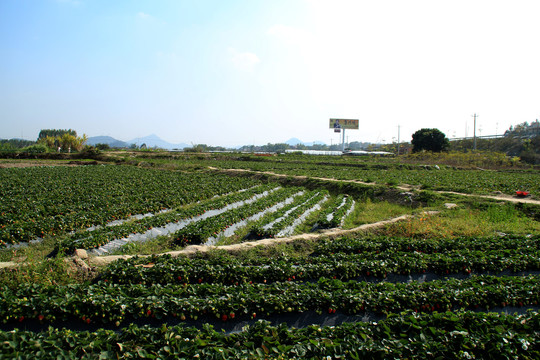 草莓基地