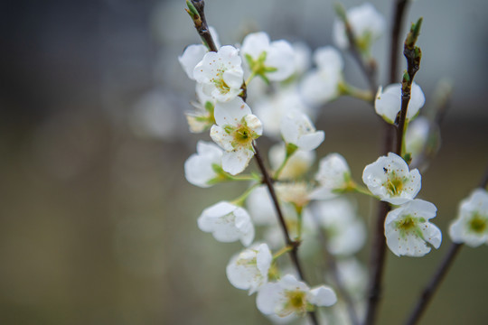 树上的梨花