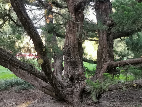 古松树枝干纹理背景