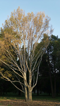白皮松树