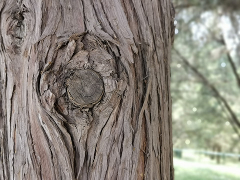 树皮纹理树眼