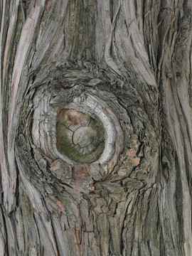 古树树皮纹理树眼