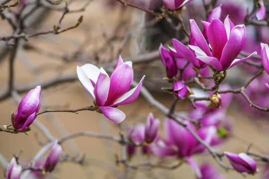 两朵盛开绽放的紫玉兰花
