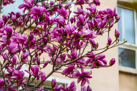 树枝上盛开绽放紫色玉兰花
