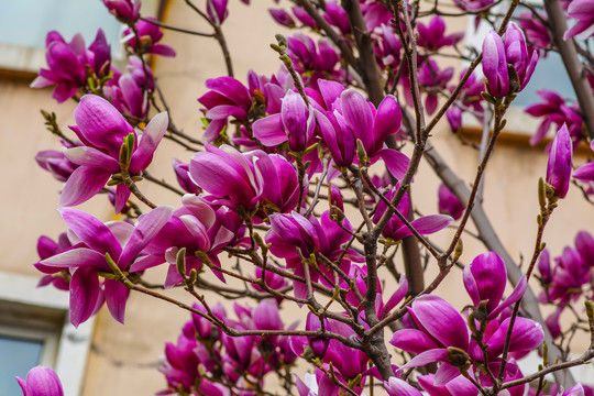 树枝上盛开着紫玉兰花