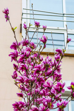 树枝枝头盛开着紫玉兰花