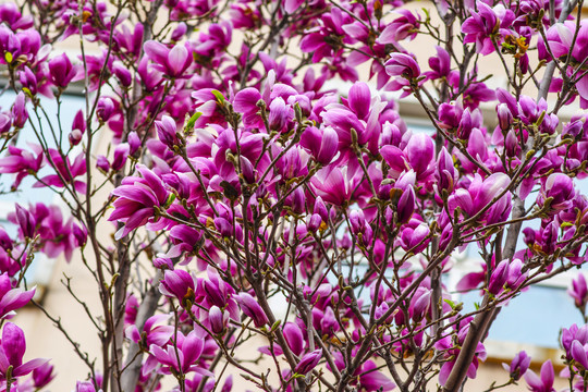 一片盛开绽放的紫玉兰花