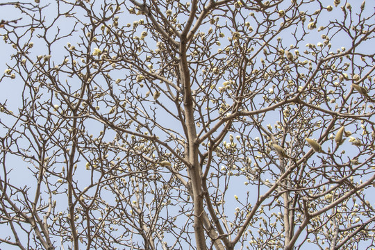 满树白玉兰花骨朵的树的顶部