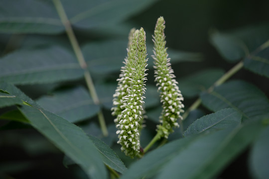 花香树