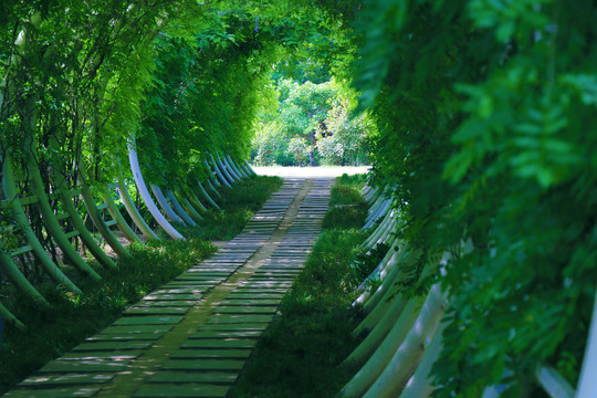 绿植廊道