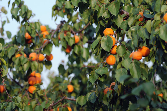 杏树采摘季