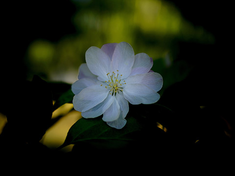 海棠花