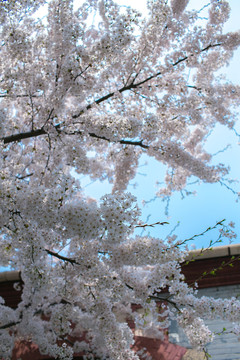 青岛樱花