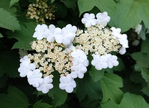 琼花特写