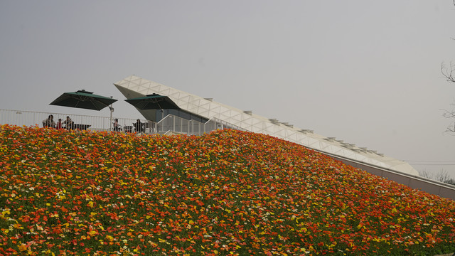 花海