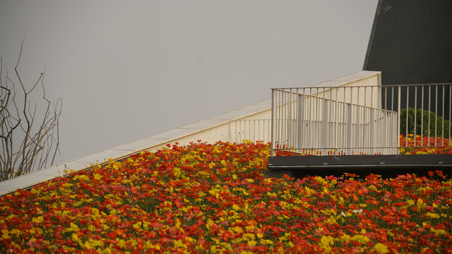 花海