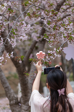 穿汉服樱花的女人