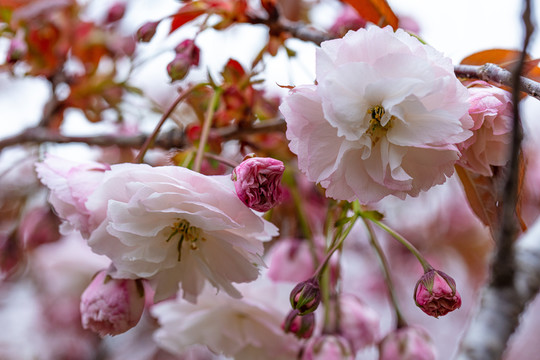 樱花特写