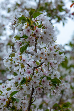 樱花