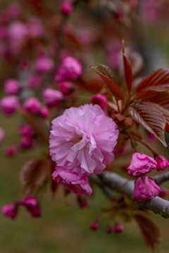 樱花