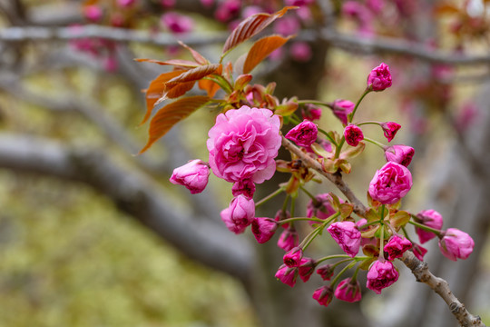 樱花