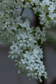 丁香花