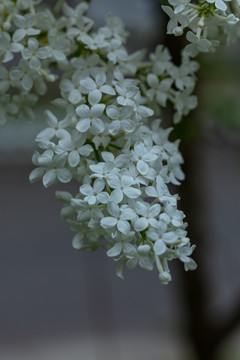 丁香花