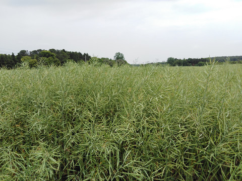 油菜田