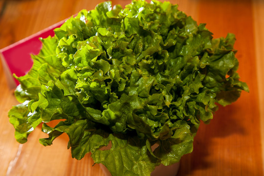 生菜